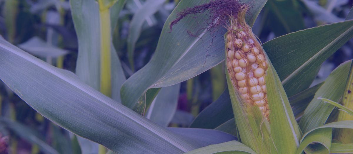 Agro sector: too many stale products