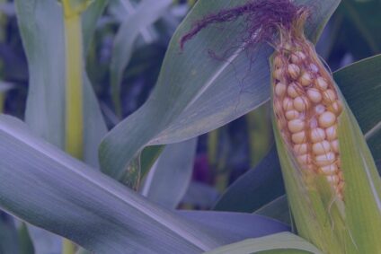 Agro sector: too many stale products